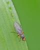 Phytomyza gymnostoma